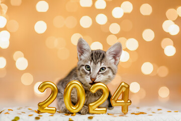 Gray kitten lies next to the figures of the new year 2024 on the background of the lights of the...