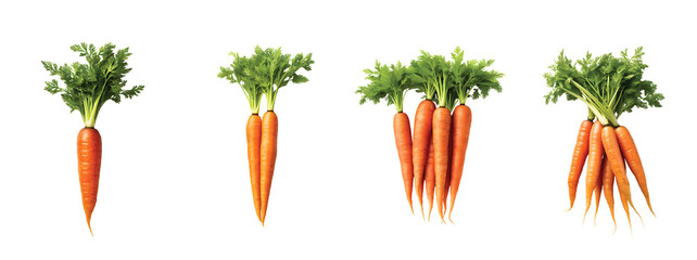 Carrot isolated, Carrots on Transparent Background with full depth of field Carrot PNG