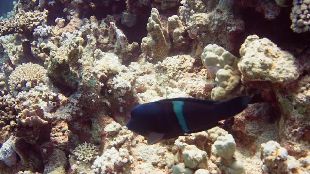 A coral fish clown coris swims through a bright coral field in the Red Sea