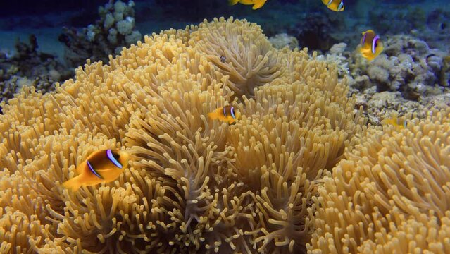 a yellow sea anemone (Heteractis magnifica) hosts a group of yellow and white striped Ocellaris clownfish.
