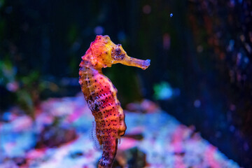 seahorse underwater on dark background
