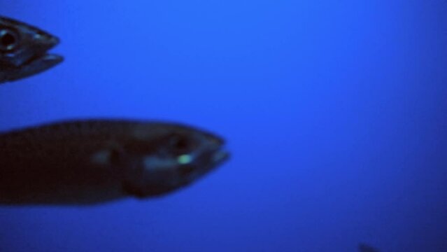 Large School Of Pacific Mackerel Swimming In The Aquarium - close up