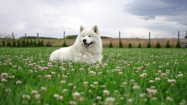 It's a cute static shot of a samoyed dog laying peacefully on the green lawn, thinking and observing.