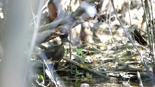 A Juvenile Agami Heron standing still by the water's edge