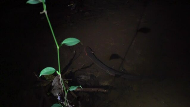 Electric eel hunting at night