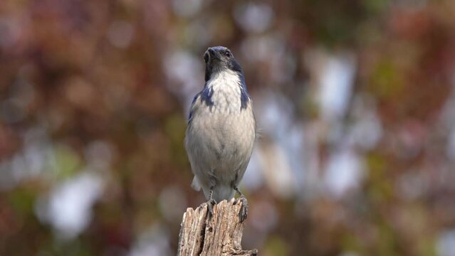 California scrub jay bobbing on a tree stump