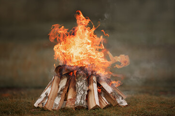 Burning bonfire, a pile of birch firewood with orange and yellow tongues of high flame, in a...