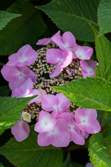 Close-up blooming bright pink large-leaved hydrangea