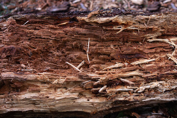 Fototapeta premium Old rotten brown tree in forest