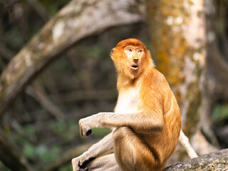A female proboscis monkey (Nasalis larvatus) is sitting on a tree. Proboscis monkeys are endemic to the island of Borneo, which are scattered in mangroves, swamps and coastal forests.