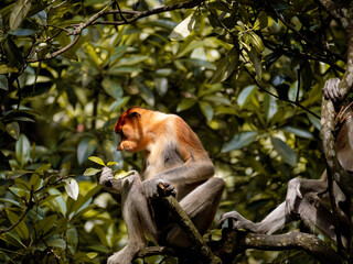 A female proboscis monkey (Nasalis larvatus) is sitting on a tree. Proboscis monkeys are endemic to the island of Borneo, which are scattered in mangroves, swamps and coastal forests.
