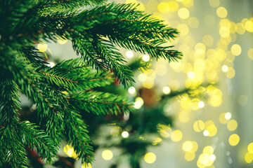 Fototapeta na wymiar Christmas Tree detail, christmas tree branch background, cold hue
