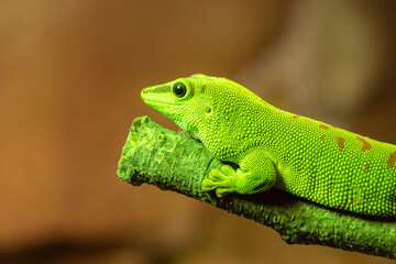 closeup of a green lizard
