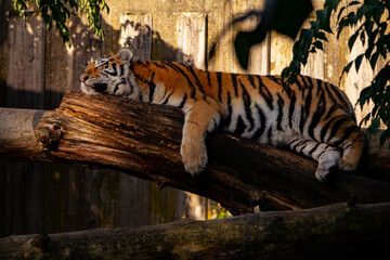 tiger sleeping on a branch