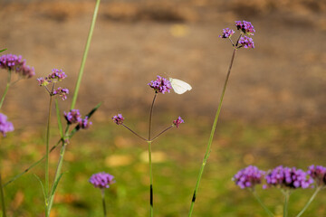 flowers and butterfly in the field
