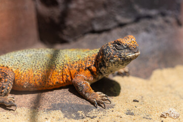 North African Spiny-tailed Lizard or Bell's Dabb Lizard (Uromastyx acanthinura, Uromastyx acanthinurus).