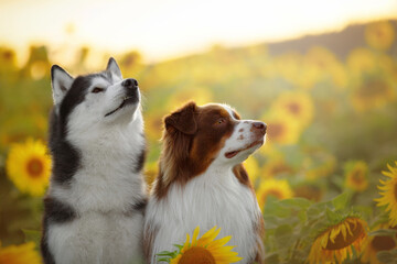 siberian husky dog and australian shepherd dog in sunflowers field at sunset time