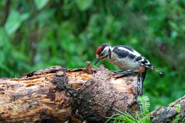 A woodpecker eats insects from a tree trunk. Red feathers, green natural background in the forest