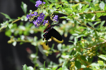 Swallowtail Butterfly on Tiny Purple flowers in a Garden