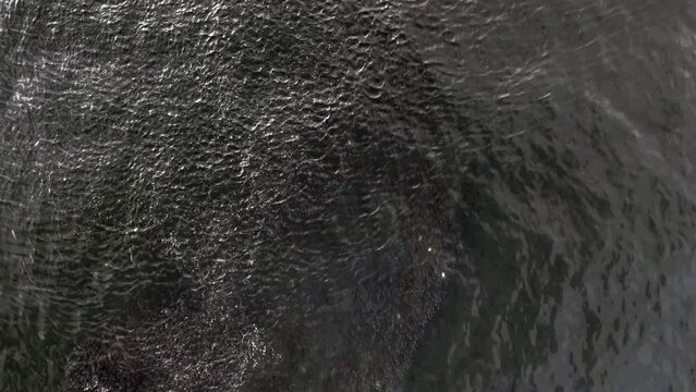 A top down view over a school of fish in the green waters of the Atlantic Ocean, near Rockaway Beach in NY. The camera is tilted down and remains stationary as the fishes swim and a seagull flies.