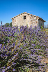 Stone hut on lavender field in Vaucluse department in the Provence-Alpes-Côte d'Azur region of France