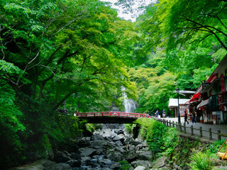 Forêt japonaise près de Osaka au Japon en été. 