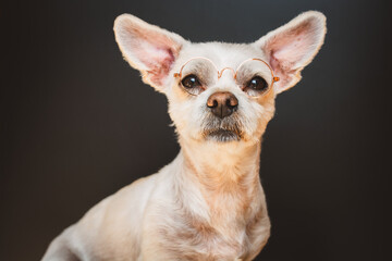 Kleiner Hund mit Brille