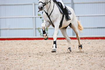 Gallop of a gray horse. Equestrian sports, Show jumping.