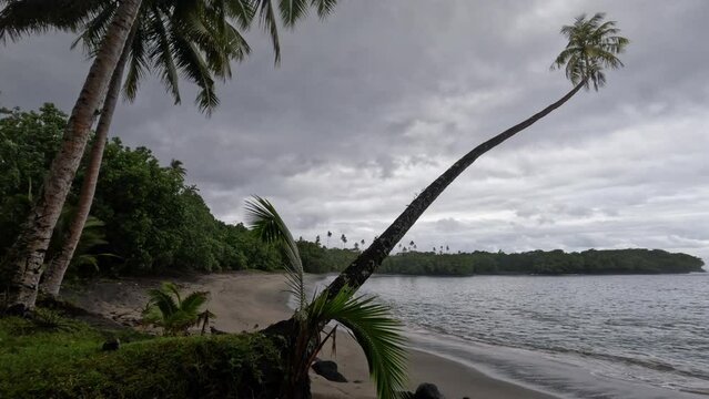 A palm tree lightly sways in the wind over a sandy beach in Samoa on an overcast day