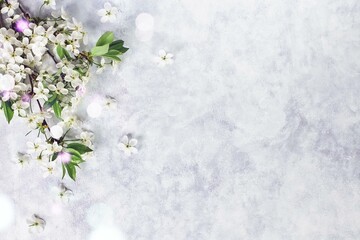 Spring Cherry Flowers on White Textured Background