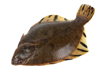 Flounder