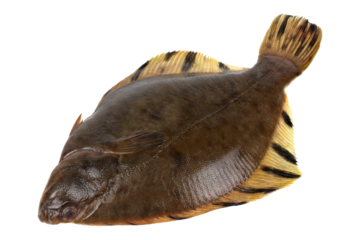 Flounder