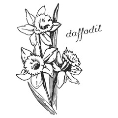 daffodil monochrome flower, monochrome daffodil, daffodil on transparent background, flower on transparent background