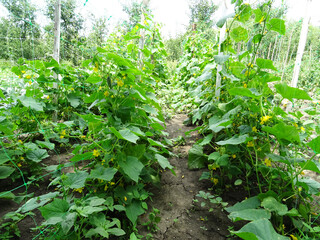 Growing origkas in open ground, fresh fruit harvest in natural conditions close-up