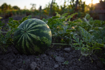 watermelon in the garden