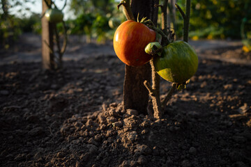 tomato in the garden