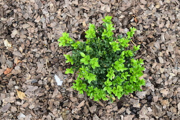 coniferous bush against the background of tree bark