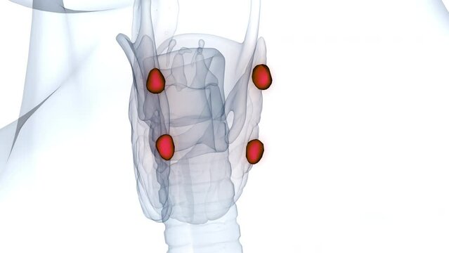 Human Body Glands Parathyroid Glands Anatomy Animation Concept