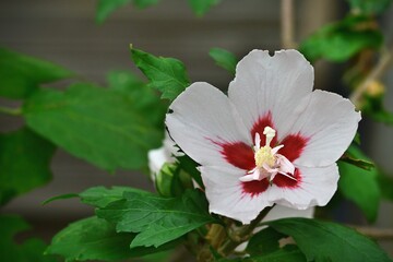 Ketmia syryjska (Hibiscus syriacus), zwana również rożą Szaronu o dużych białych kwiatach z czerwonym środkiem. Odmiana Red Heart 