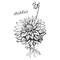 dahlia, dahlia monochrome flower, monochrome dahlia, dahlia on transparent background, flower on transparent background