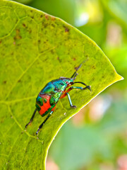 close-up view of fruit beetle. They live in colonies and damage leaves and fruit