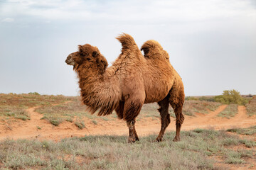 A double-humped camel, or bactrian, grazes in the Astrakhan steppe