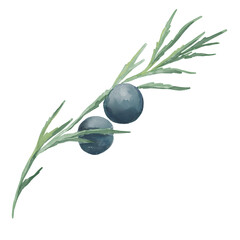 Watercolor botanical illustration of green thuja branch