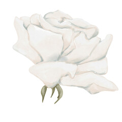 Watercolor botanical illustration of white blooming flower. Watercolor white rose flower illustration