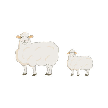 sheep and baby sheep on white background