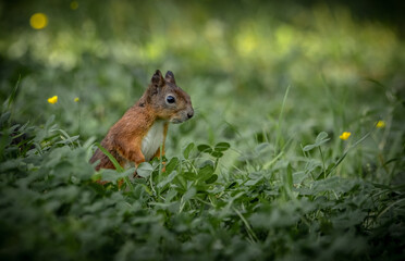 red squirrel in the grass