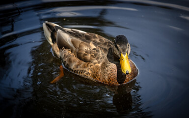 duck in the water