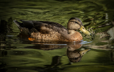 duck in the water