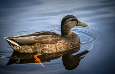 duck on the water