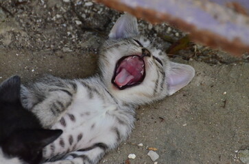 a tiny kitten is yawning